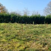 20221123 plantation de pins maritimes 3