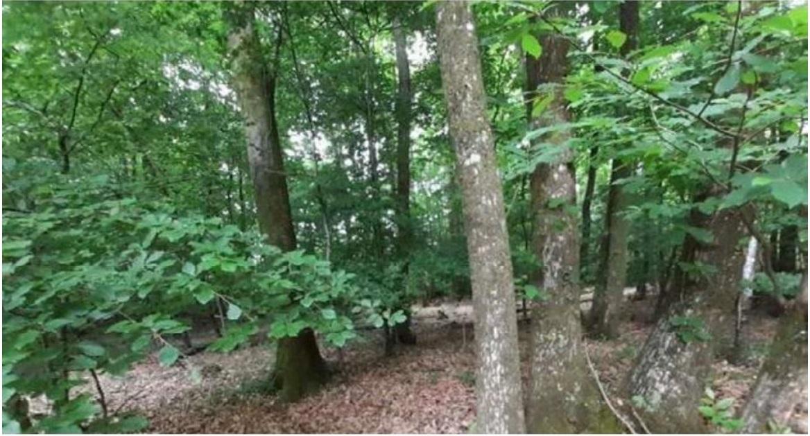 Bois bretagne vivante