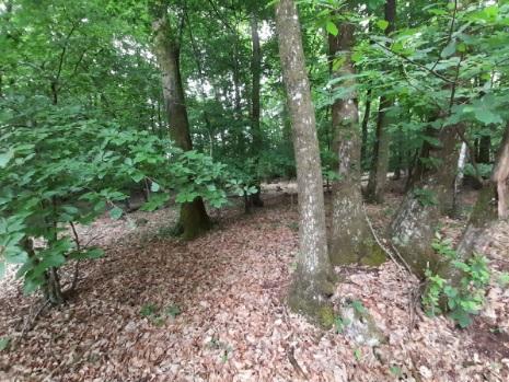 Chenaie hetraie bretagne vivante