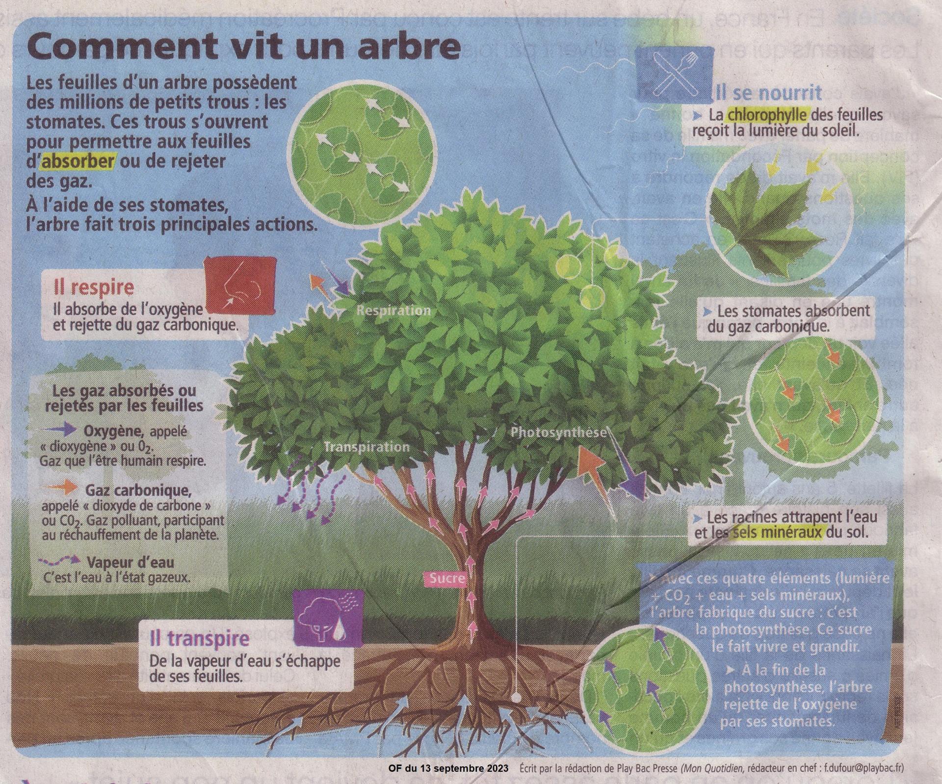 Comment vit et donne un arbre 2