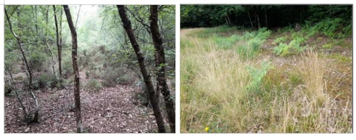 Landes a callune bretagne vivante